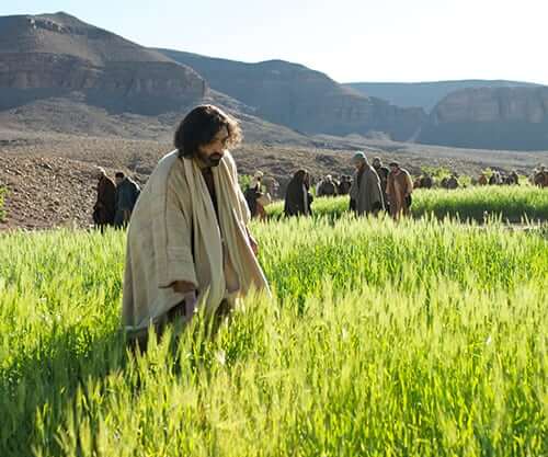 Jesus in the fields