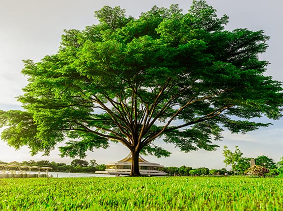 Thriving in His Word